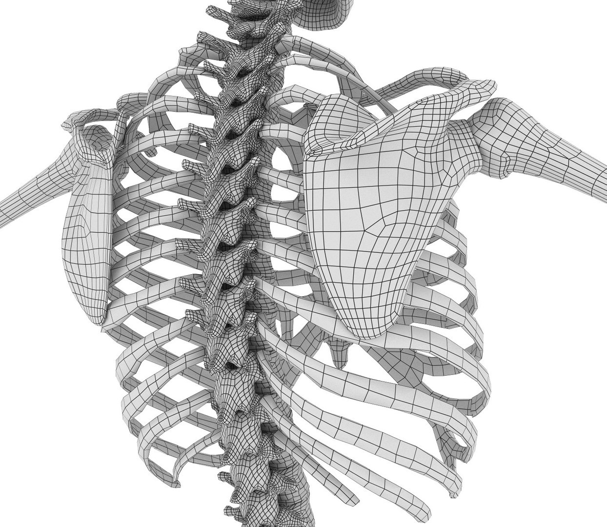 human skeleton 3D model https://p.turbosquid.com/ts-thumb/Bt/oxMKJ8/2zOEj7Om/030/jpg/1521310487/1920x1080/fit_q87/23e16d6af9f9571c32705d2b639ab88bc60d6c5b/030.jpg