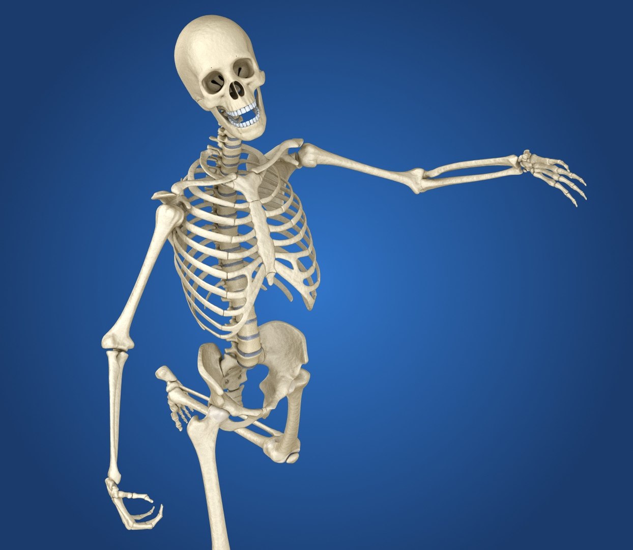 human skeleton 3D model https://p.turbosquid.com/ts-thumb/Bt/oxMKJ8/Kcr2cDGH/preview0013/jpg/1521310431/1920x1080/fit_q87/65344b58f9535e4534d3cc81bd41a3ac5bc93b90/preview0013.jpg