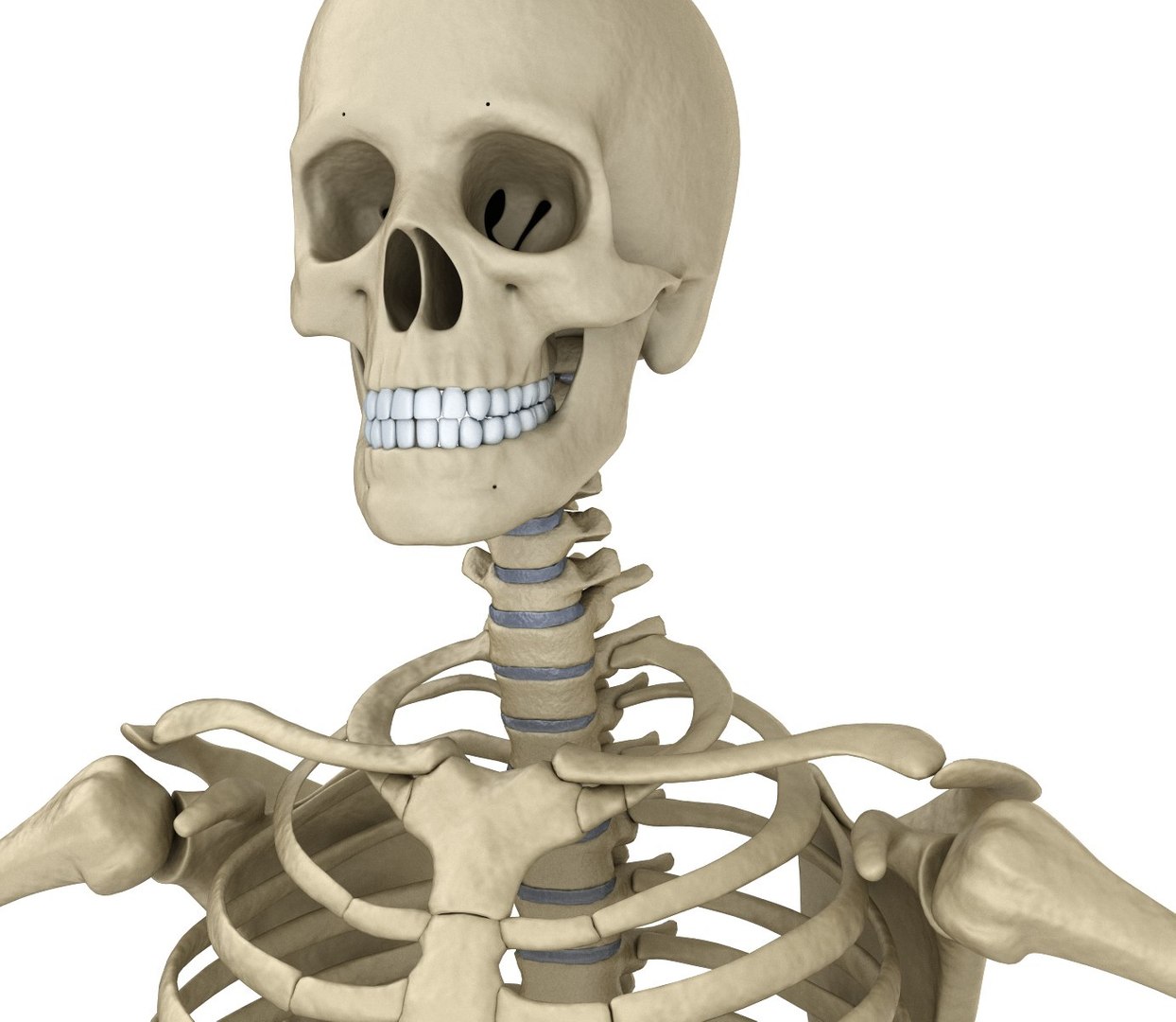human skeleton 3D model https://p.turbosquid.com/ts-thumb/Bt/oxMKJ8/MNNOiLrw/027/jpg/1521310487/1920x1080/fit_q87/b872167787e990cb36cea4782eae0b68c9f3941e/027.jpg