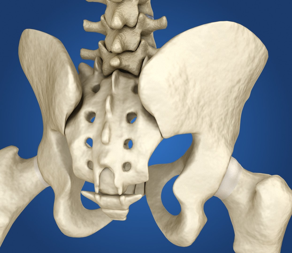 human skeleton 3D model https://p.turbosquid.com/ts-thumb/Bt/oxMKJ8/Us0FtEE8/preview0008/jpg/1521310431/1920x1080/fit_q87/b97073e62d88082a8f8fe63c9ea1b1931aa6f568/preview0008.jpg