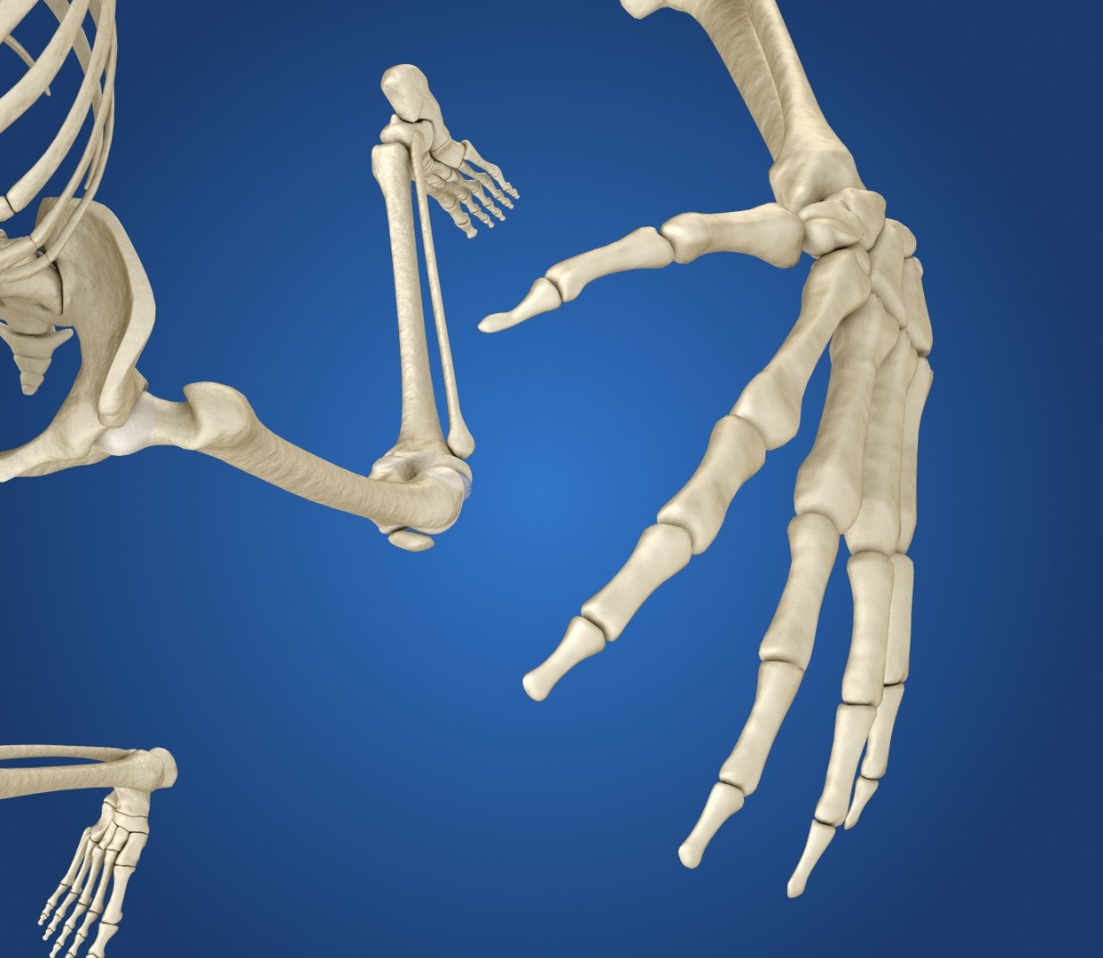 human skeleton 3D model https://p.turbosquid.com/ts-thumb/Bt/oxMKJ8/Vh1w61yQ/preview0005/jpg/1521310431/1920x1080/fit_q87/84770abb1c8f27ead105bf904fb799f7a771858b/preview0005.jpg