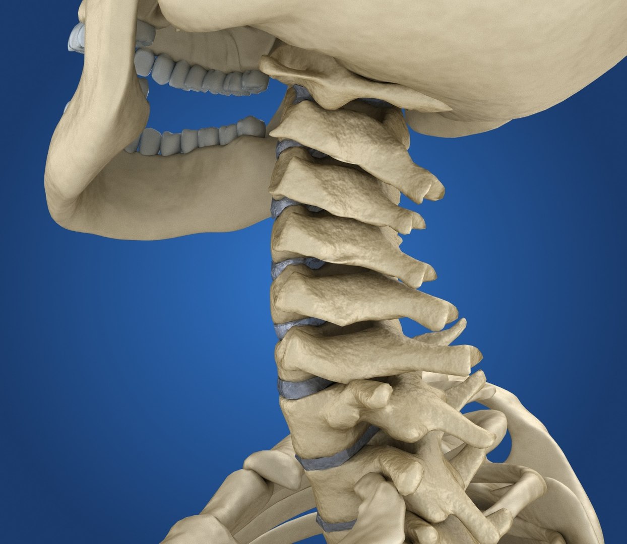 human skeleton 3D model https://p.turbosquid.com/ts-thumb/Bt/oxMKJ8/Xhwo6fEi/preview0007/jpg/1521310431/1920x1080/fit_q87/281bef06fcc2d39a8c770678fcb482c4aafb704f/preview0007.jpg