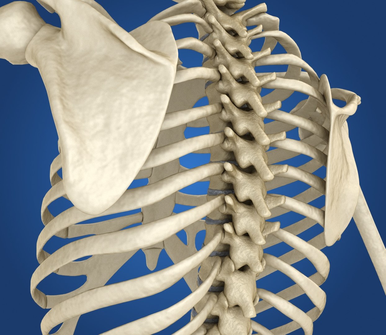 human skeleton 3D model https://p.turbosquid.com/ts-thumb/Bt/oxMKJ8/aNlHbsBq/preview0006/jpg/1521310431/1920x1080/fit_q87/90185e3ddf9332dadcd58e688d69a1bae2544263/preview0006.jpg
