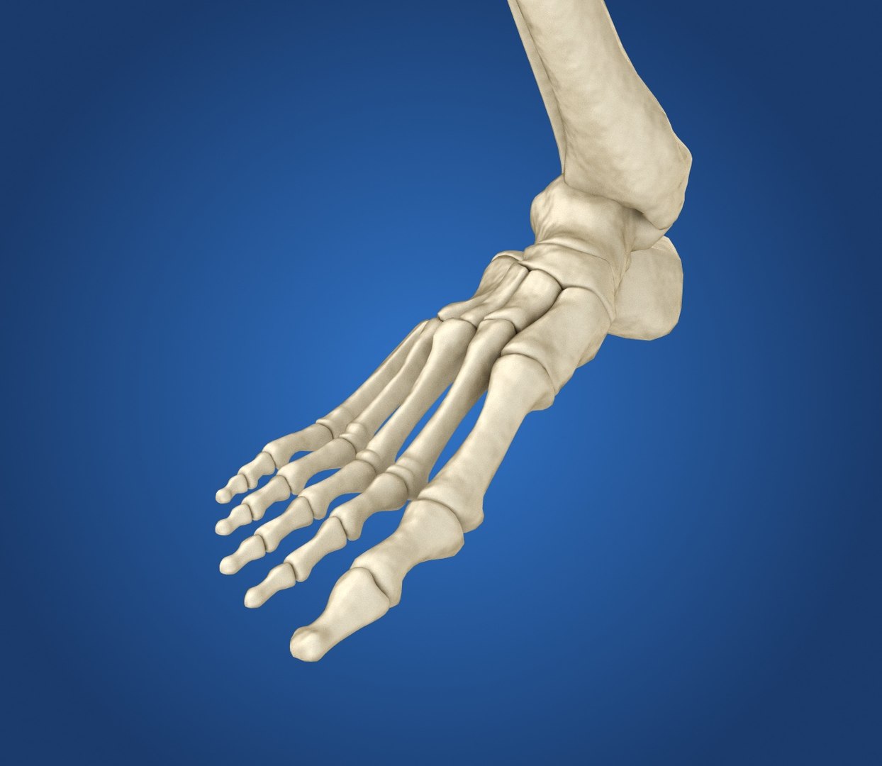 human skeleton 3D model https://p.turbosquid.com/ts-thumb/Bt/oxMKJ8/dyPfXUxu/preview0011/jpg/1521310431/1920x1080/fit_q87/e12220204f7b8e85e0232a8f85dfa7738b0fae10/preview0011.jpg