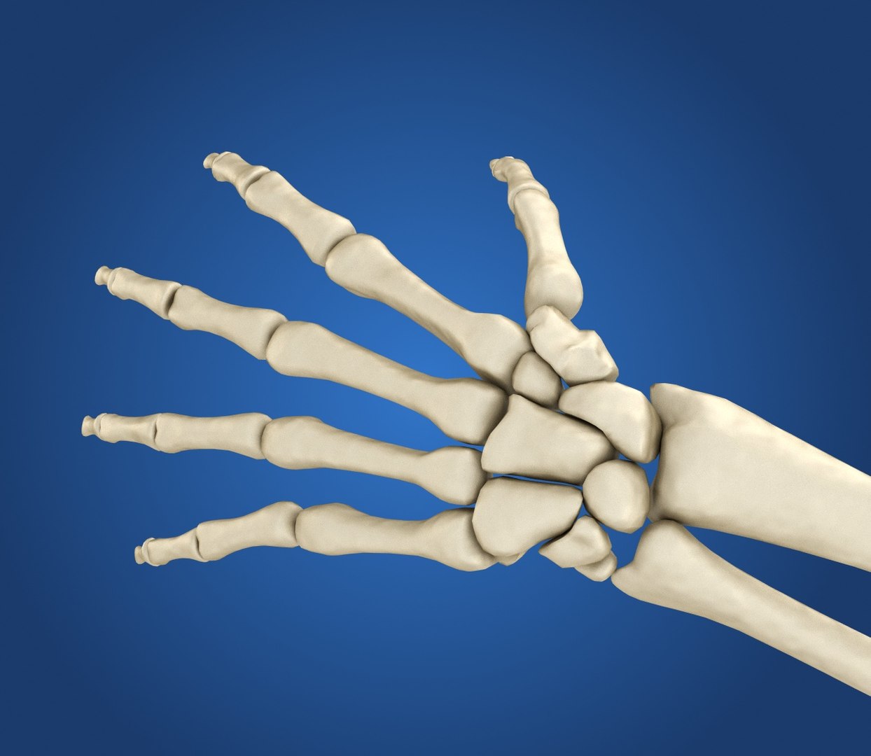 human skeleton 3D model https://p.turbosquid.com/ts-thumb/Bt/oxMKJ8/gomyV6Uv/preview0004/jpg/1521310431/1920x1080/fit_q87/574d813c6bd252b479f17b2b73fd2cb39322d7a8/preview0004.jpg