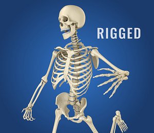 human skeleton 3D model