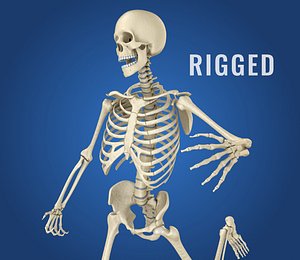 Human Skeleton 3D model