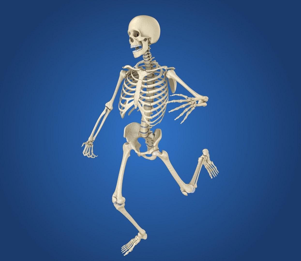 human skeleton 3D model https://p.turbosquid.com/ts-thumb/Bt/oxMKJ8/pCvJwRxW/preview0001/jpg/1521310431/1920x1080/fit_q87/b7ec29acfad372da7329348779a790bc5a1df2b4/preview0001.jpg
