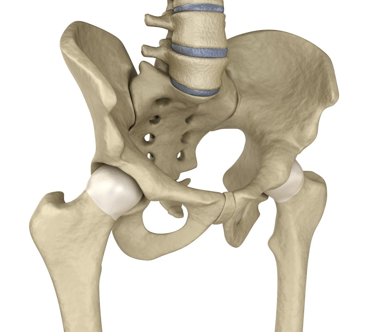 human skeleton 3D model https://p.turbosquid.com/ts-thumb/Bt/oxMKJ8/uKKe1YOy/028/jpg/1521310487/1920x1080/fit_q87/09fb496d2d34183111836247bd74716e43a1d153/028.jpg