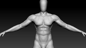 realistic anatomy male model