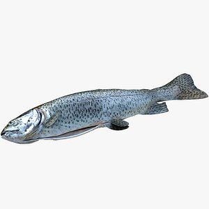 Trout Kitchen-Ready on Side