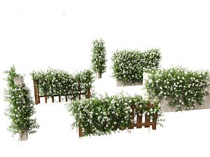 3D model Solanum laxum - Potato vine