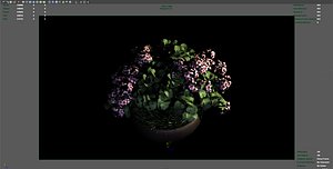pelargonium plant flowers 3d obj