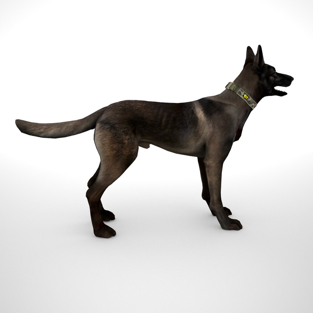 Sable belgian malinois for orders