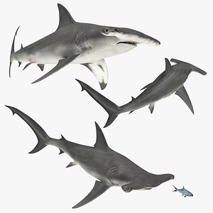 Hammerhead Shark Set Animated Rigged For Maya 3D model