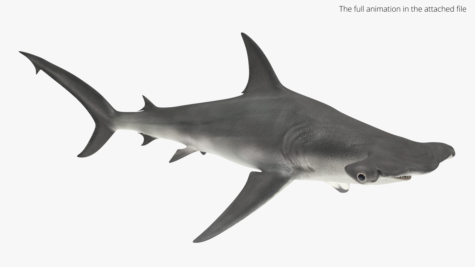 Hammerhead Shark Set Animated Rigged For Maya 3D Model - TurboSquid 2559400