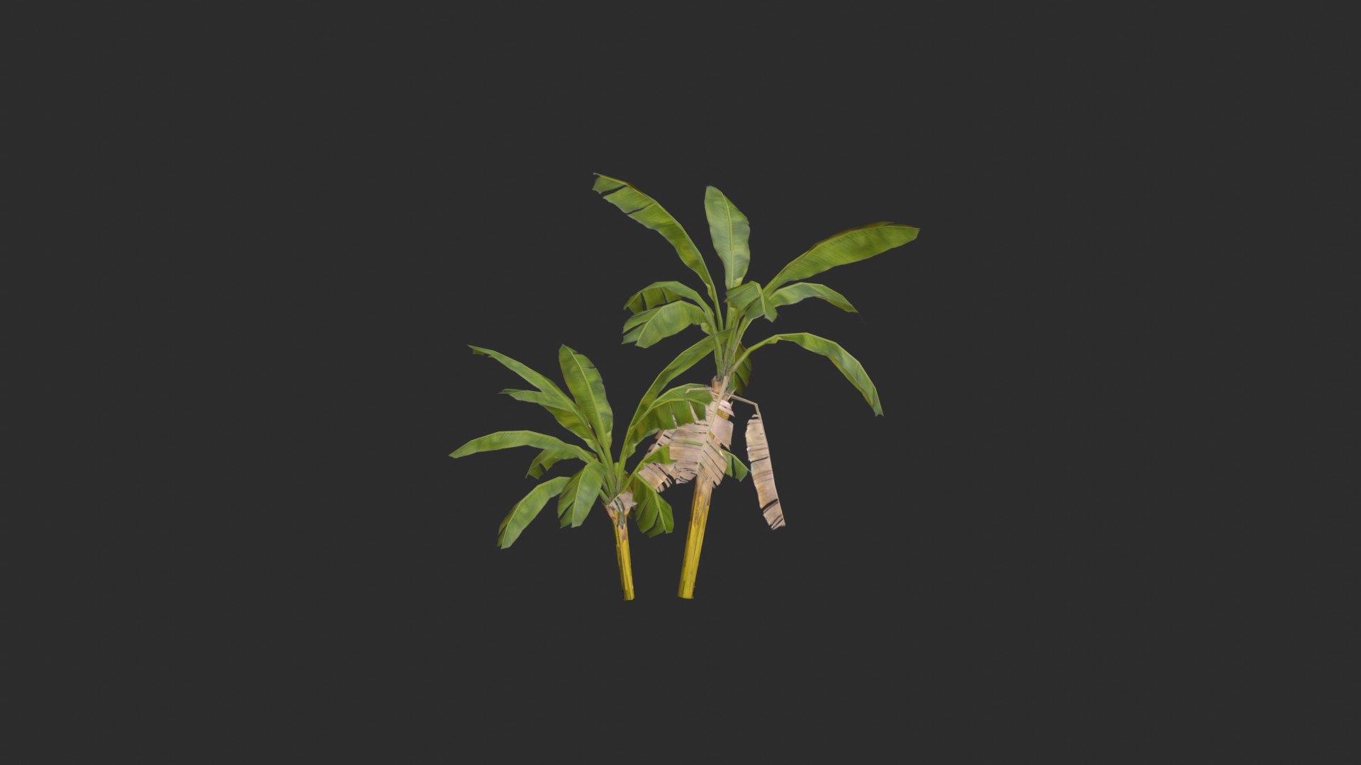 assets banana trees model https://p.turbosquid.com/ts-thumb/Bu/elvtMz/1J/render01_0001/jpg/1605816158/1920x1080/fit_q87/94e033979bb1e502c297aad2be456b30ce38233b/render01_0001.jpg
