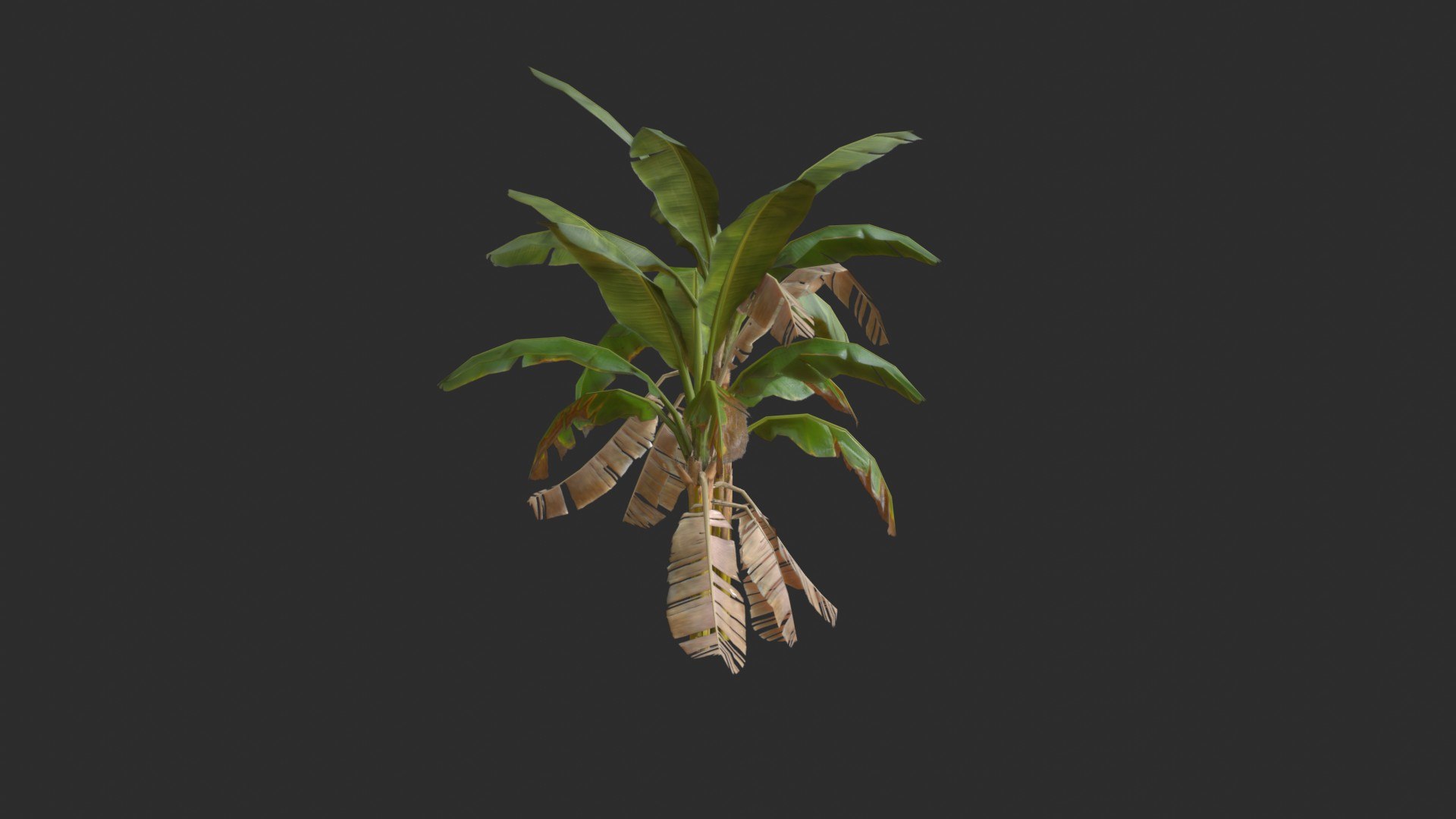 Assets Banana Trees Model - TurboSquid 1652115