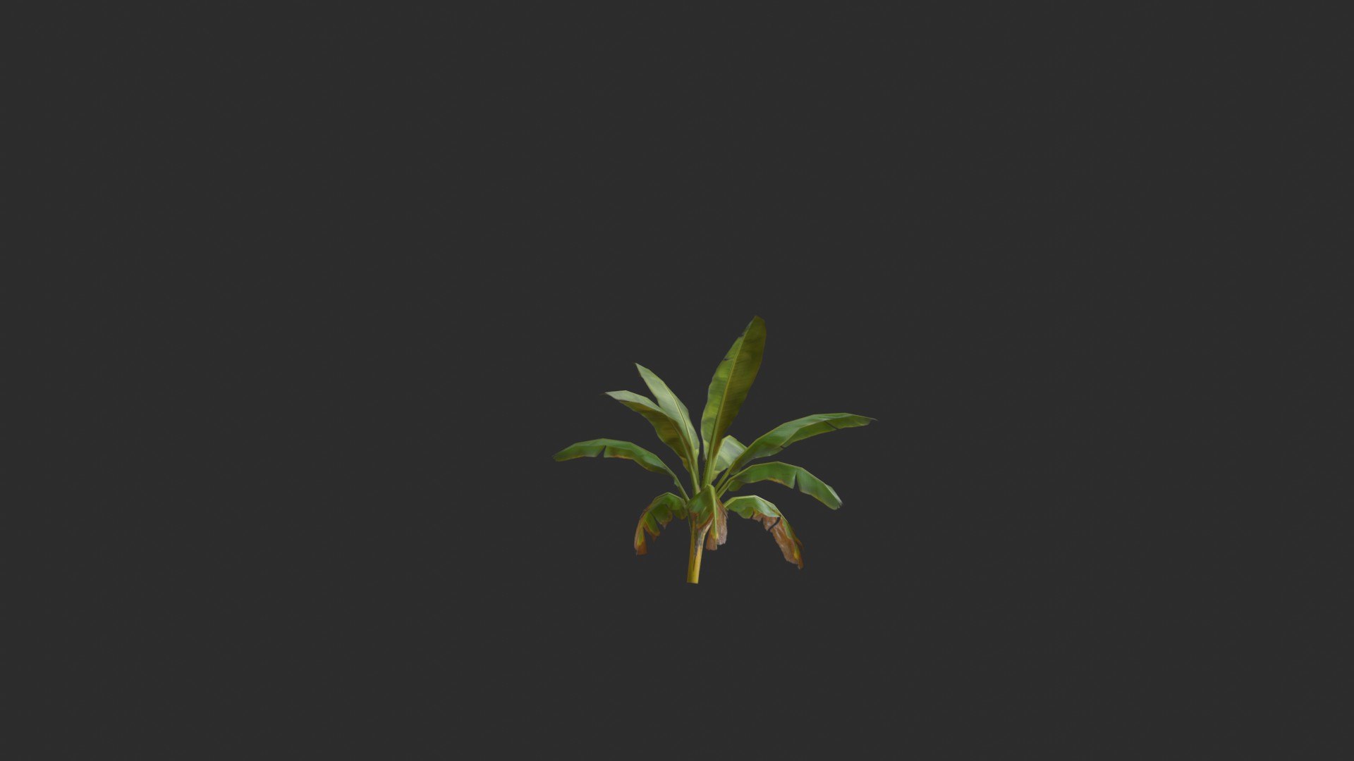 assets banana trees model https://p.turbosquid.com/ts-thumb/Bu/elvtMz/6T/render05_0004/jpg/1605816230/1920x1080/fit_q87/c9ccf9529c00e8e838406420b559b0fac9a6be34/render05_0004.jpg