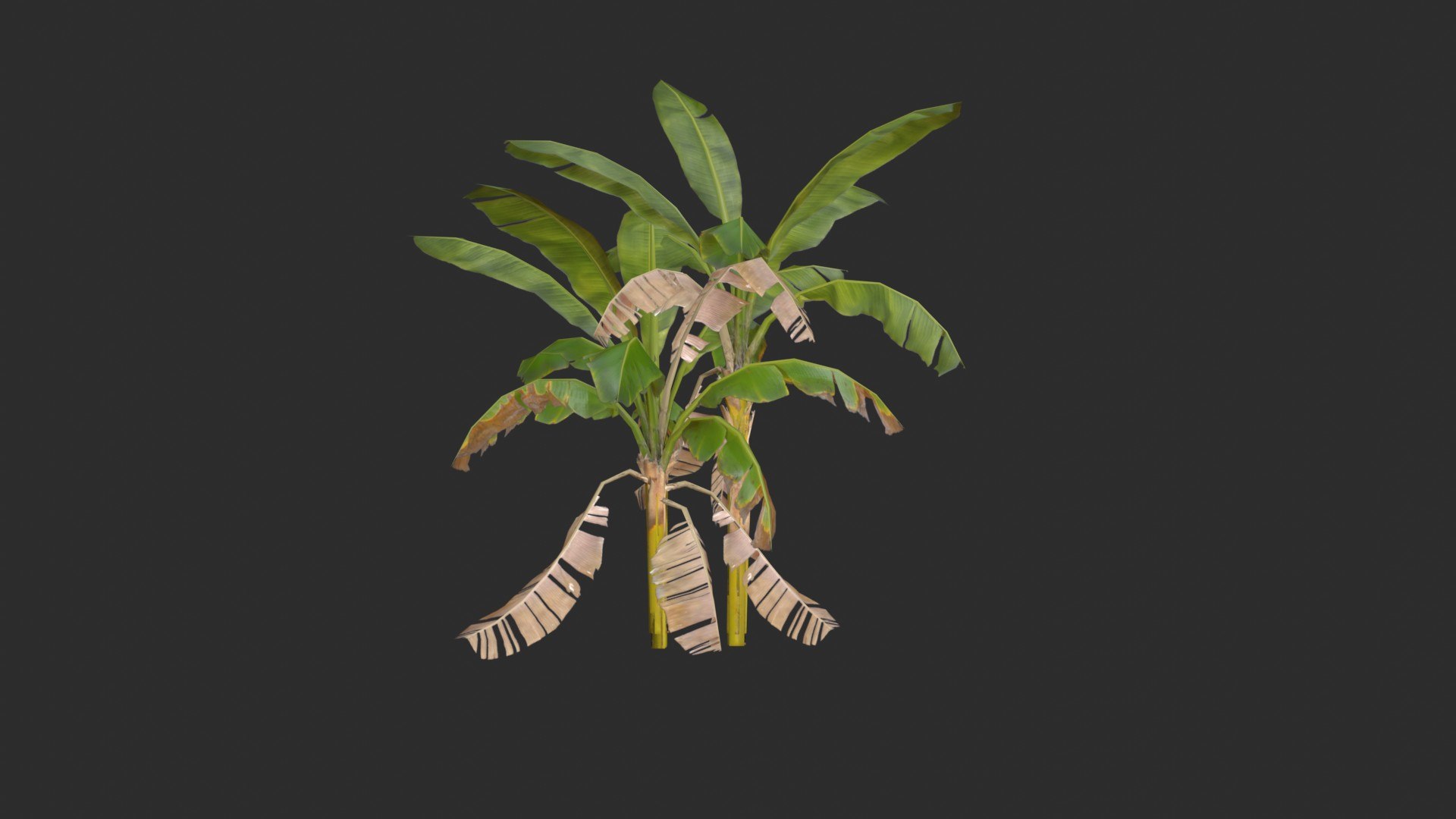 assets banana trees model https://p.turbosquid.com/ts-thumb/Bu/elvtMz/9V/render04_0001/jpg/1605816229/1920x1080/fit_q87/d37c2745ff16c622451e375d84af497829c585cf/render04_0001.jpg