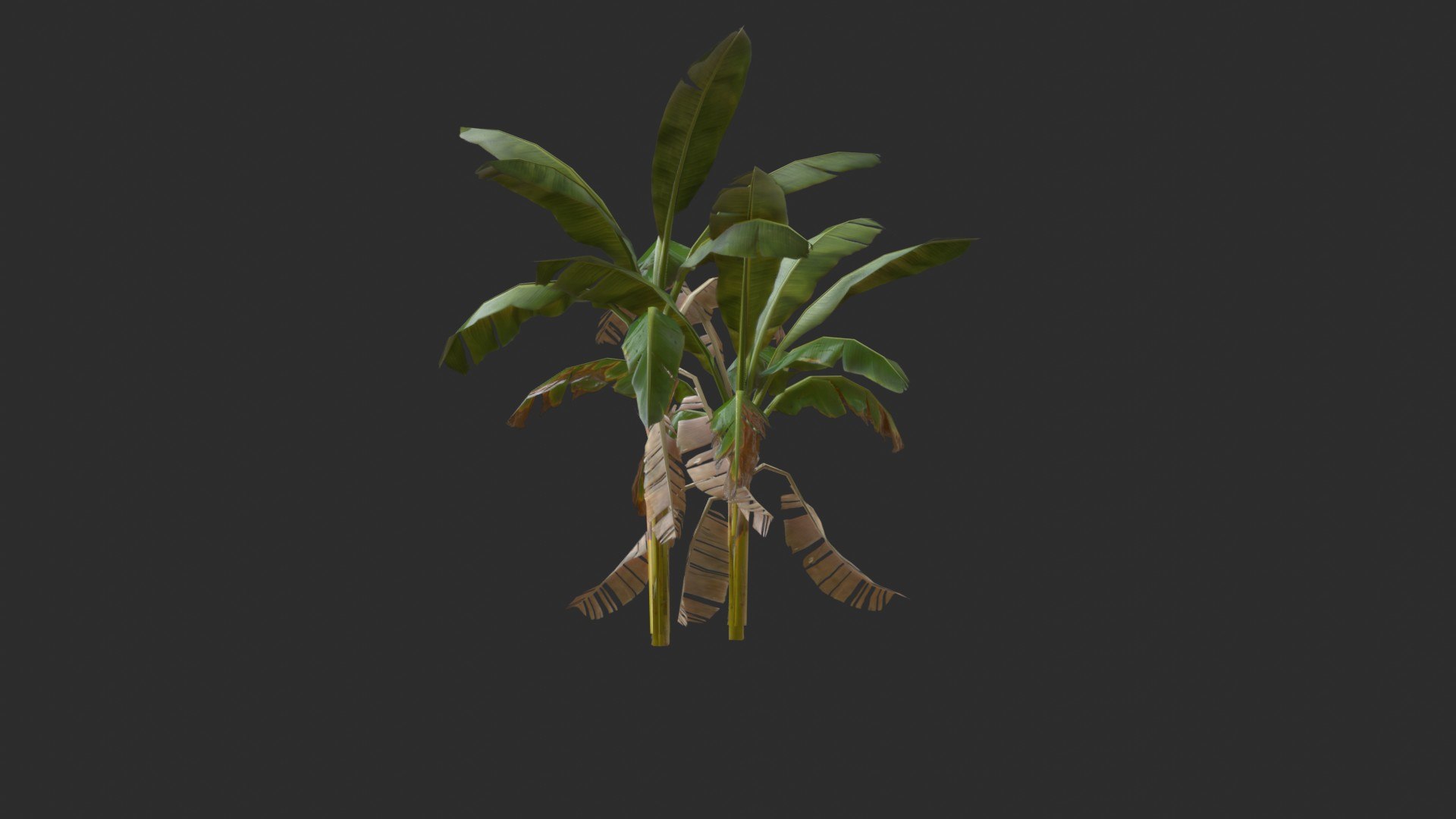 assets banana trees model https://p.turbosquid.com/ts-thumb/Bu/elvtMz/M0/render04_0003/jpg/1605816229/1920x1080/fit_q87/044c18949a1b9e36bf7c3505e96f97d66364e637/render04_0003.jpg