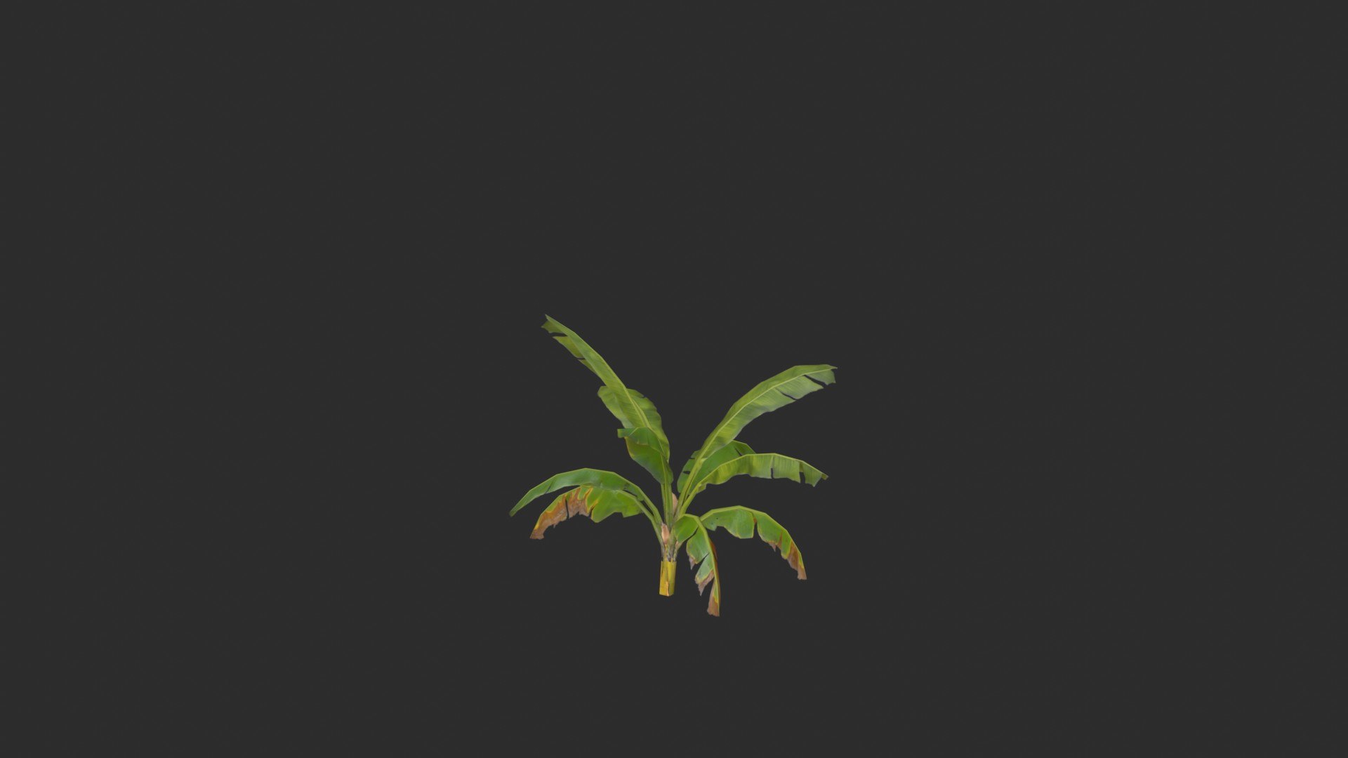 assets banana trees model https://p.turbosquid.com/ts-thumb/Bu/elvtMz/OX/render05_0002/jpg/1605816229/1920x1080/fit_q87/8ce31aa808f2bcf10a4f8e4803d80831867c435a/render05_0002.jpg
