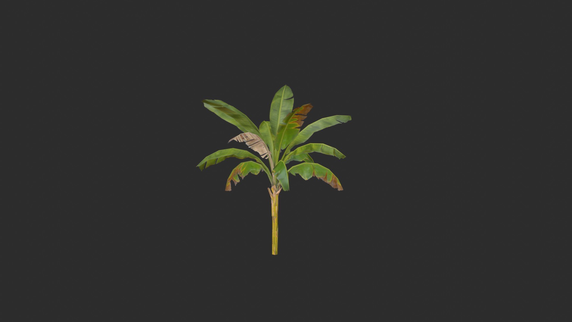 assets banana trees model https://p.turbosquid.com/ts-thumb/Bu/elvtMz/TM/render02_0002/jpg/1605816149/1920x1080/fit_q87/b4674fc3924fa546f0a0dcfdae0778955e844b99/render02_0002.jpg