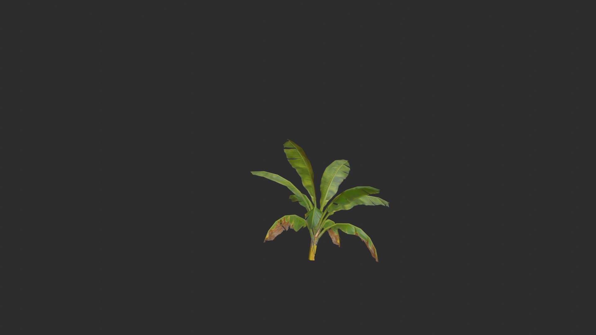 assets banana trees model https://p.turbosquid.com/ts-thumb/Bu/elvtMz/W5/render05_0001/jpg/1605816230/1920x1080/fit_q87/14bcd8ce02cf5913bae786e6eeeea31e7aff787f/render05_0001.jpg