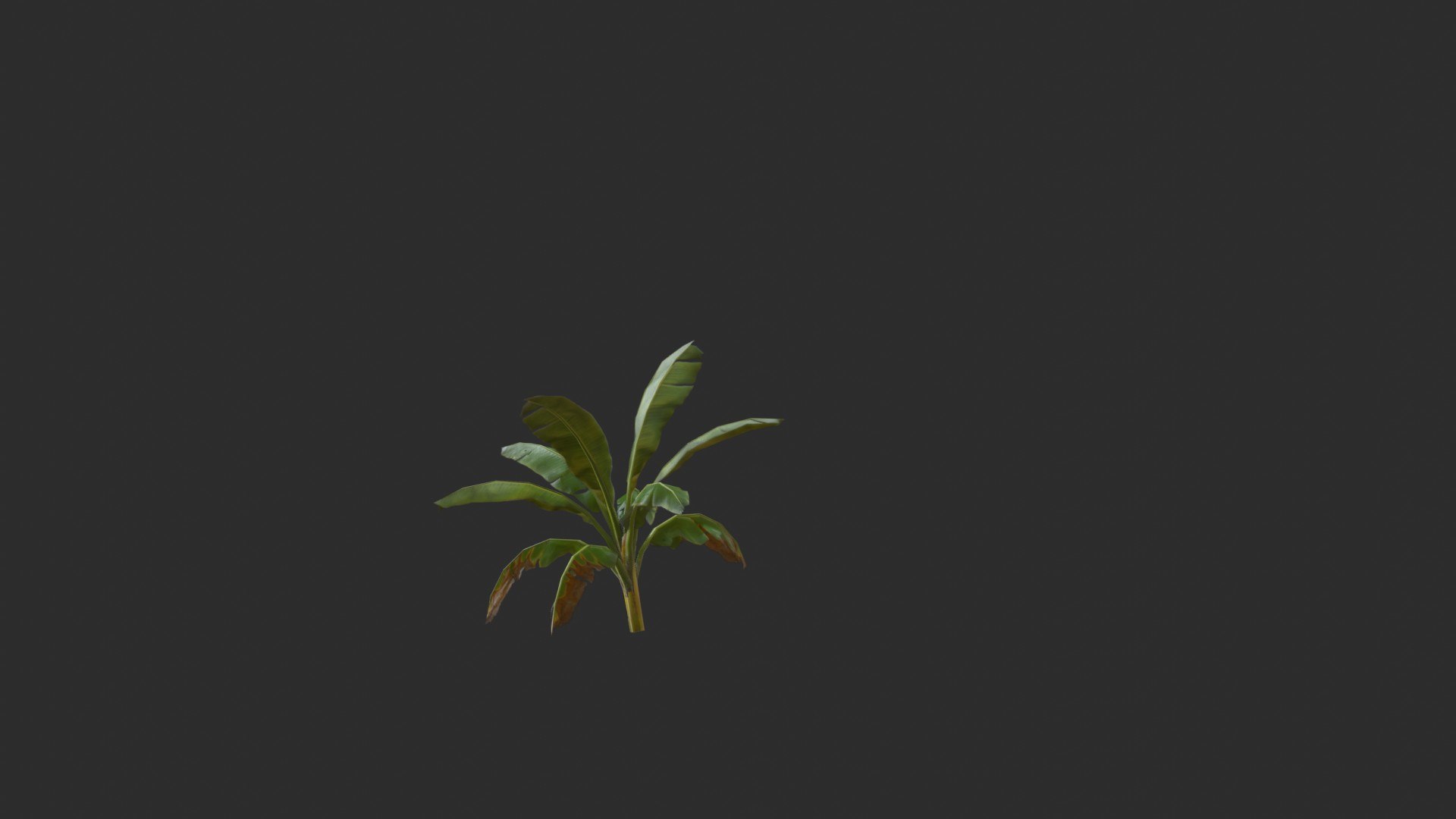 assets banana trees model https://p.turbosquid.com/ts-thumb/Bu/elvtMz/XY/render05_0003/jpg/1605816229/1920x1080/fit_q87/3f9a6061ceadacce38c7fd4b8132ee31630d189e/render05_0003.jpg