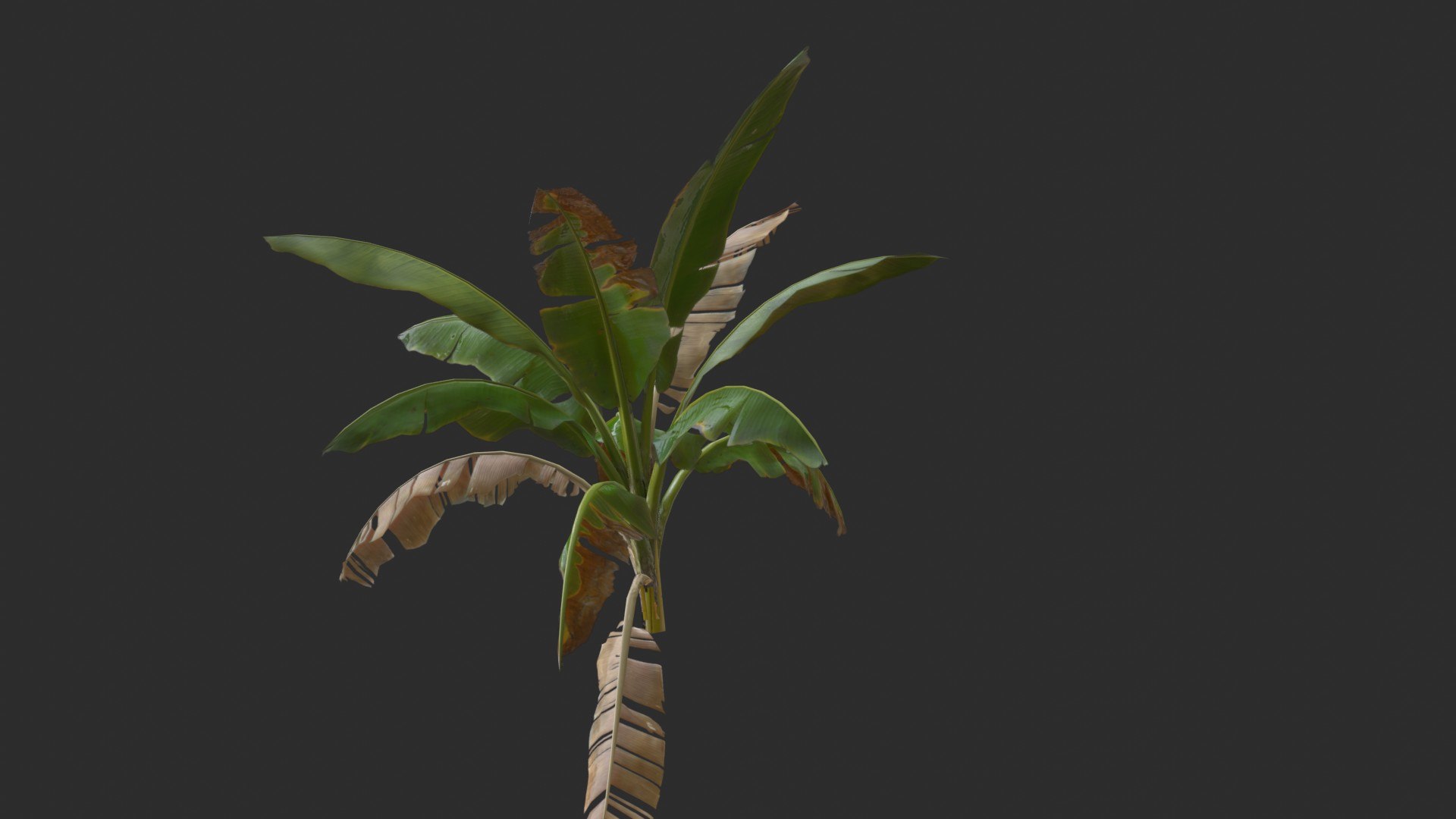 assets banana trees model https://p.turbosquid.com/ts-thumb/Bu/elvtMz/cf/render03_0003/jpg/1605816229/1920x1080/fit_q87/d3c8100596fa5747e3afc04903d126e29fdfd9a4/render03_0003.jpg