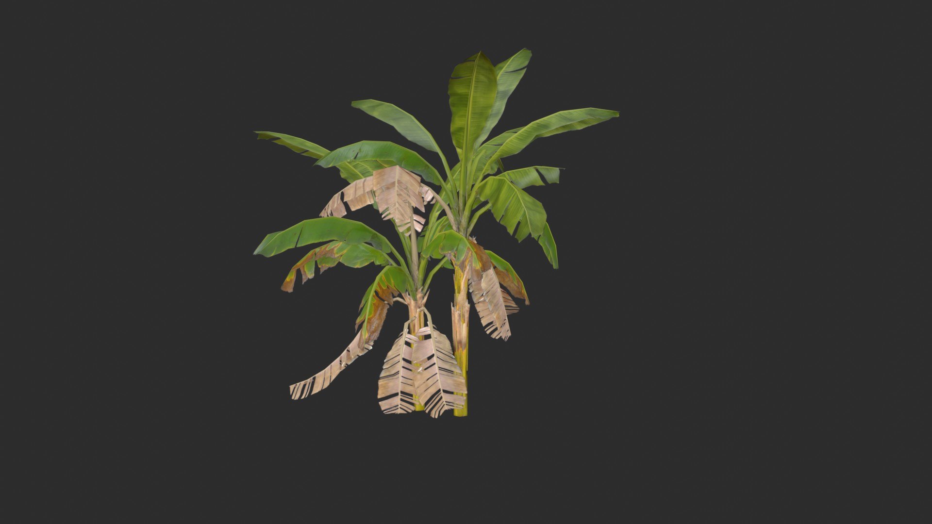 assets banana trees model https://p.turbosquid.com/ts-thumb/Bu/elvtMz/j5/render04_0002/jpg/1605816229/1920x1080/fit_q87/90bab3ec44b78f1a549979882c73017ff8a61c96/render04_0002.jpg