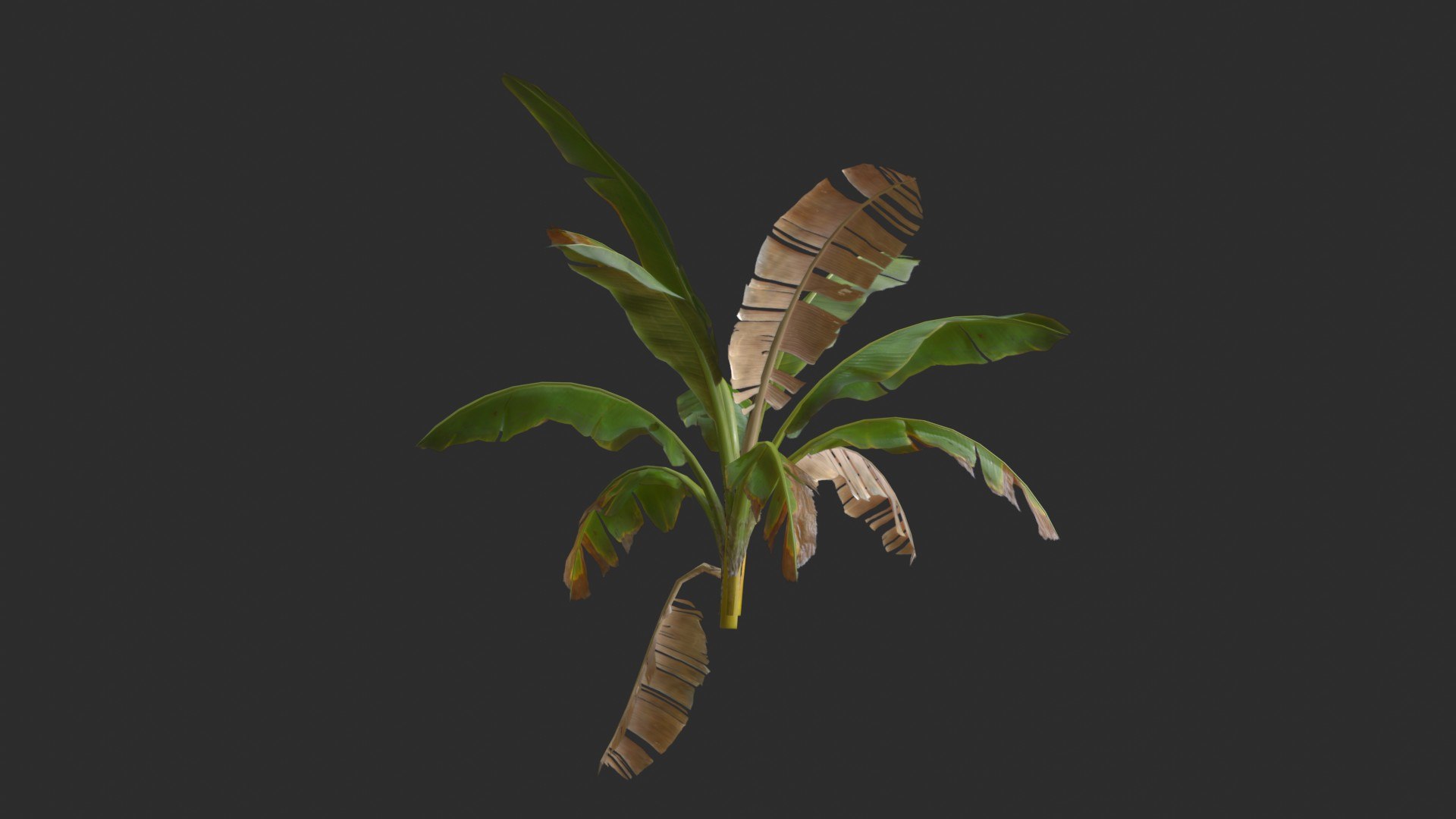assets banana trees model https://p.turbosquid.com/ts-thumb/Bu/elvtMz/jQ/render03_0004/jpg/1605816195/1920x1080/fit_q87/72142c84fcb66f2bb95c78f984ad1dc83b90b89a/render03_0004.jpg
