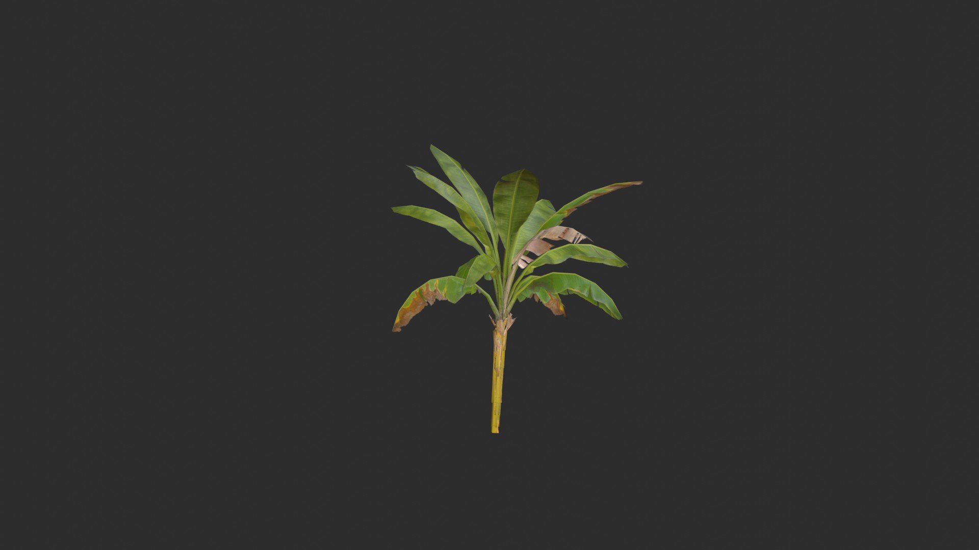assets banana trees model https://p.turbosquid.com/ts-thumb/Bu/elvtMz/kG/render02_0001/jpg/1605816152/1920x1080/fit_q87/26bacc3f3cebc63276d647294ae52154b33d2bb6/render02_0001.jpg