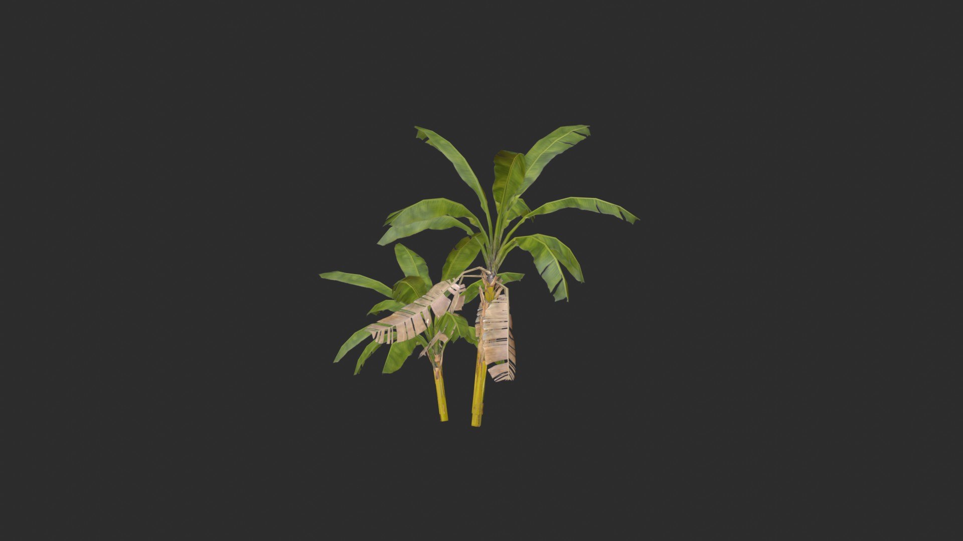 assets banana trees model https://p.turbosquid.com/ts-thumb/Bu/elvtMz/l4/render01_0002/jpg/1605816144/1920x1080/fit_q87/b23589984c54ed5c06572ba4eabb6b3c4c639f0e/render01_0002.jpg