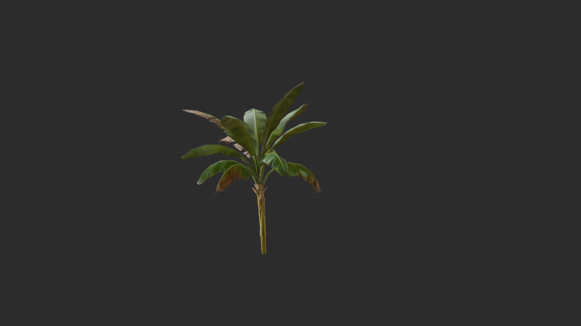 assets banana trees model https://p.turbosquid.com/ts-thumb/Bu/elvtMz/tC/render02_0003/jpg/1605816151/1920x1080/fit_q87/311ae983a7958b2340361f4b4f62286a7461ee4f/render02_0003.jpg