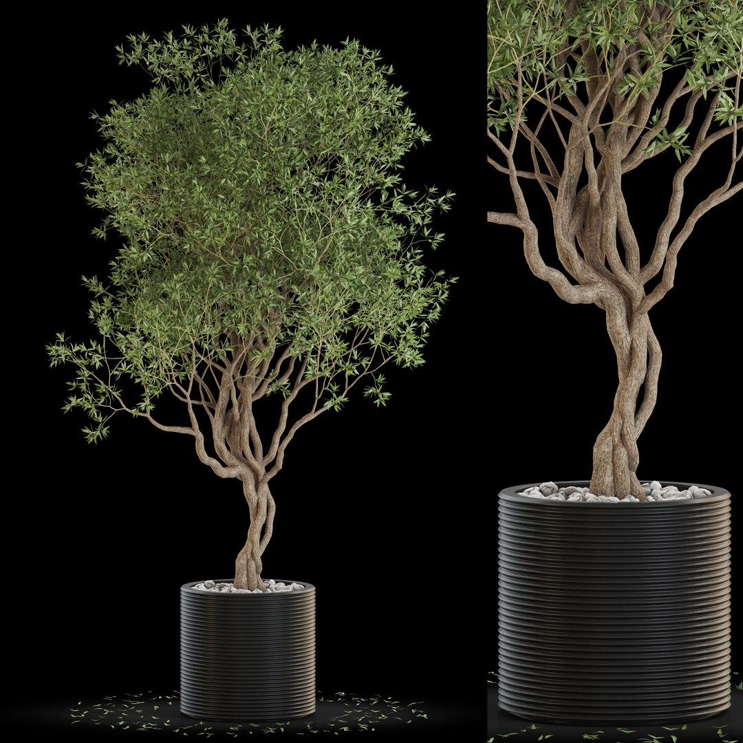 Plants Collection 644 3D Model - TurboSquid 1860581