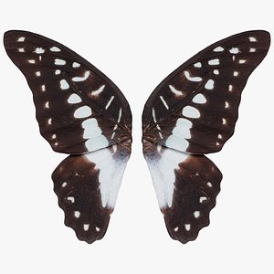 3D Great Jay Remastered