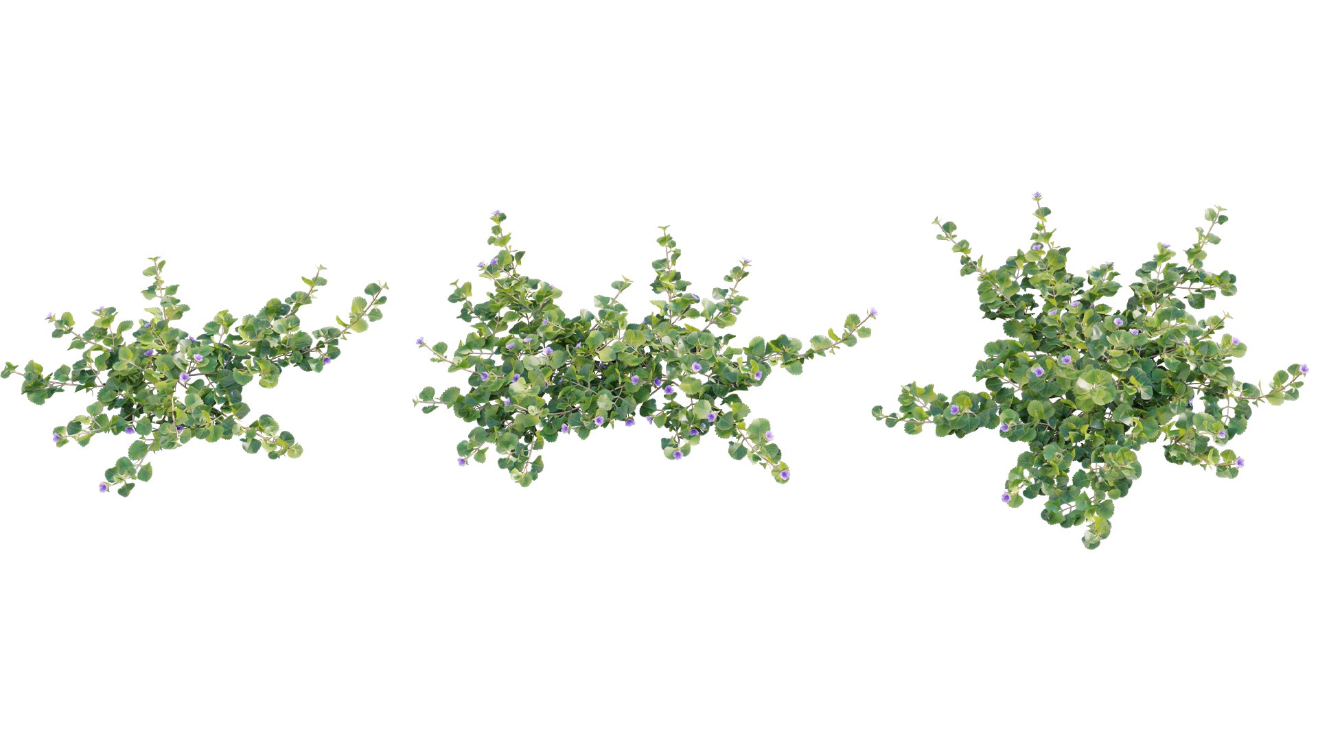 Stemodia verticillata 3D model https://p.turbosquid.com/ts-thumb/Bu/plIA9v/x8/3dtree_stemodiaverticillata_01_06/jpg/1705129601/1920x1080/fit_q87/17c39b34c4f7abbc96eac63cb3a6b9bd421e3dc2/3dtree_stemodiaverticillata_01_06.jpg