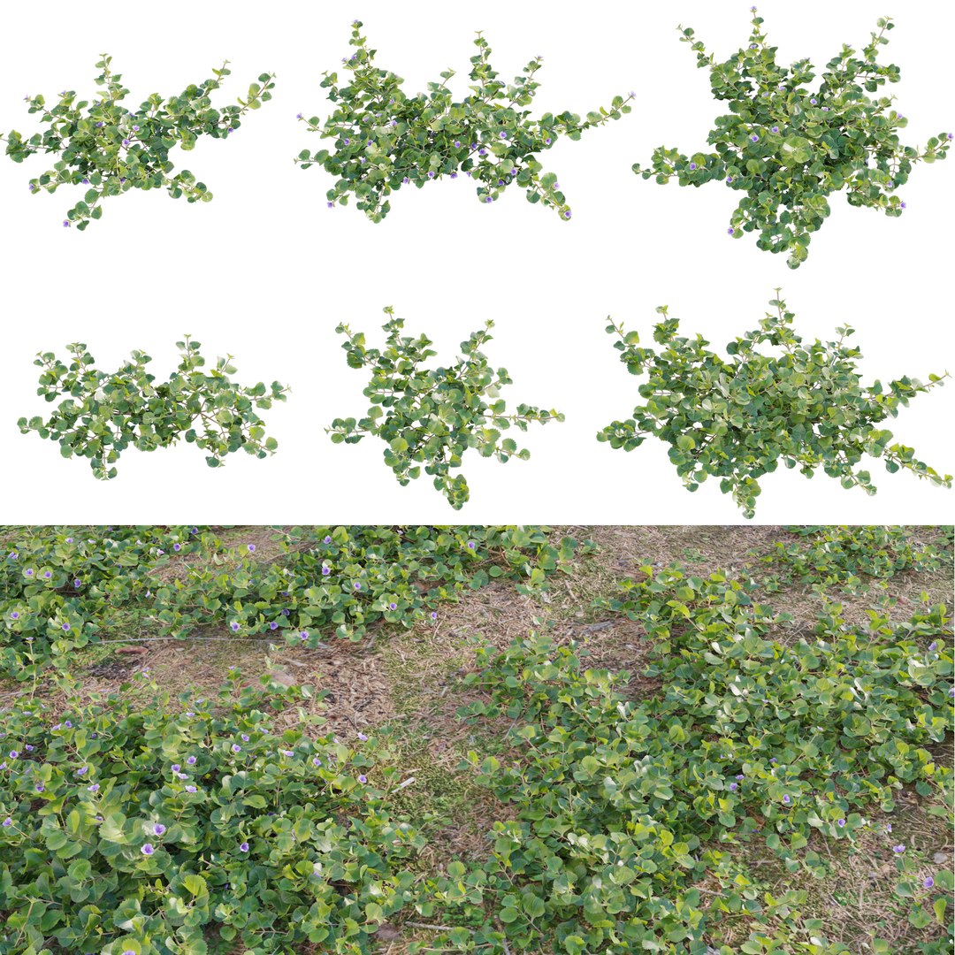 Stemodia verticillata 3D model https://p.turbosquid.com/ts-thumb/Bu/plIA9v/zA/3dtree_stemodiaverticillata_01_01/jpg/1705129656/1920x1080/fit_q87/8e69b68afe2f4b7a5fec2d17a6c4d470ad2caded/3dtree_stemodiaverticillata_01_01.jpg