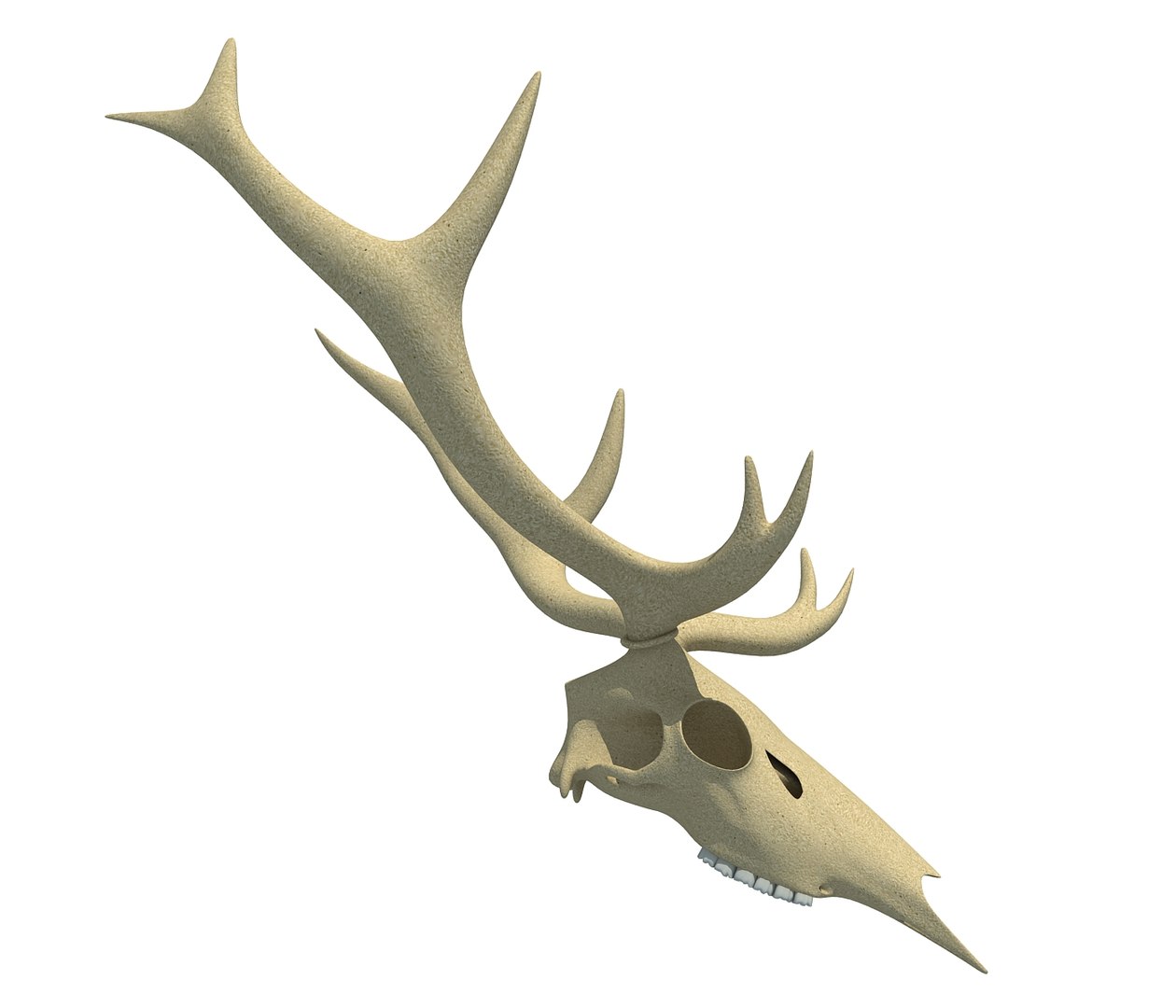 Deer Skull Model - TurboSquid 1177726