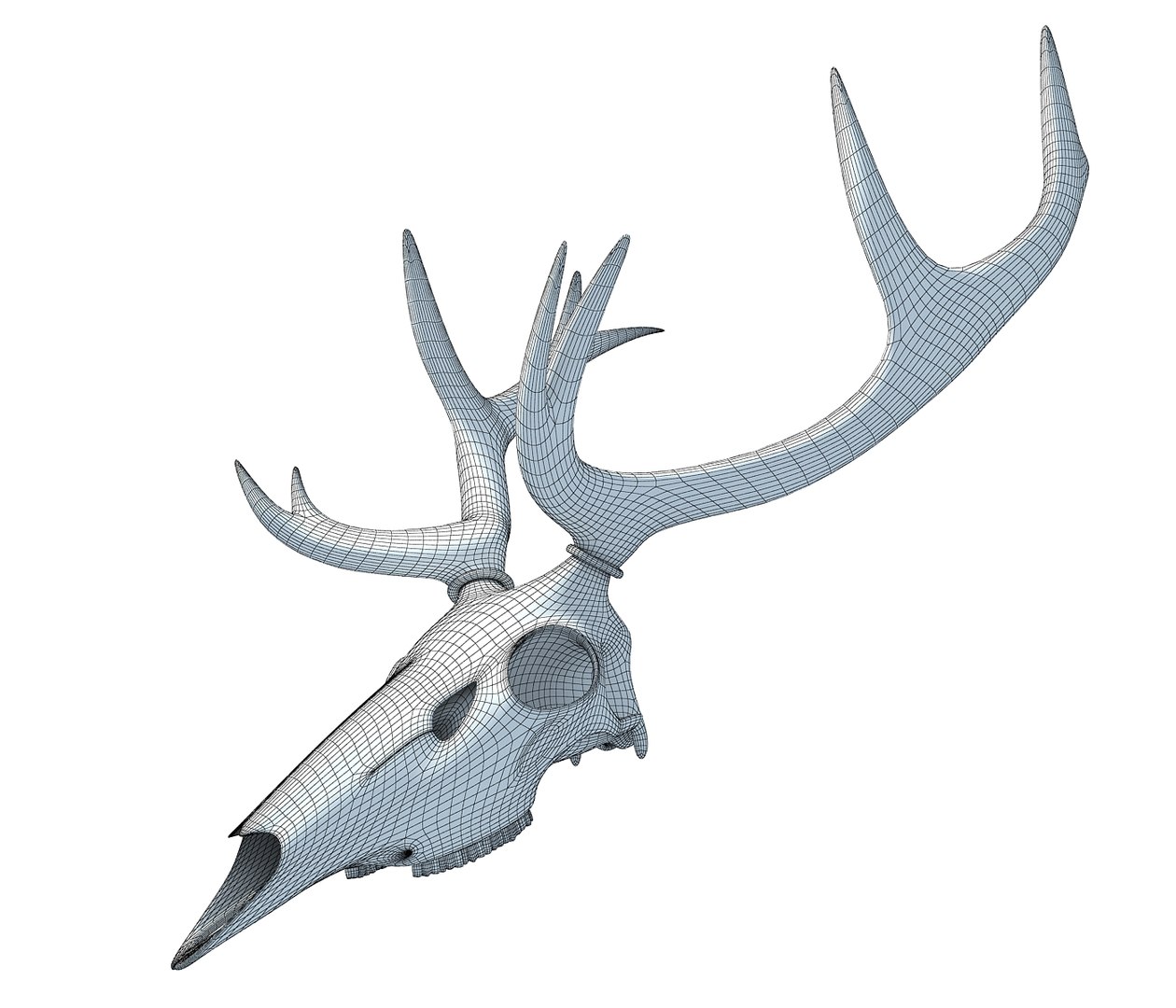 Deer Skull Model - TurboSquid 1177726