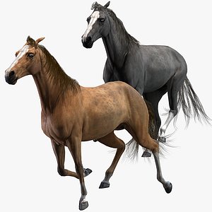 Horses Animated