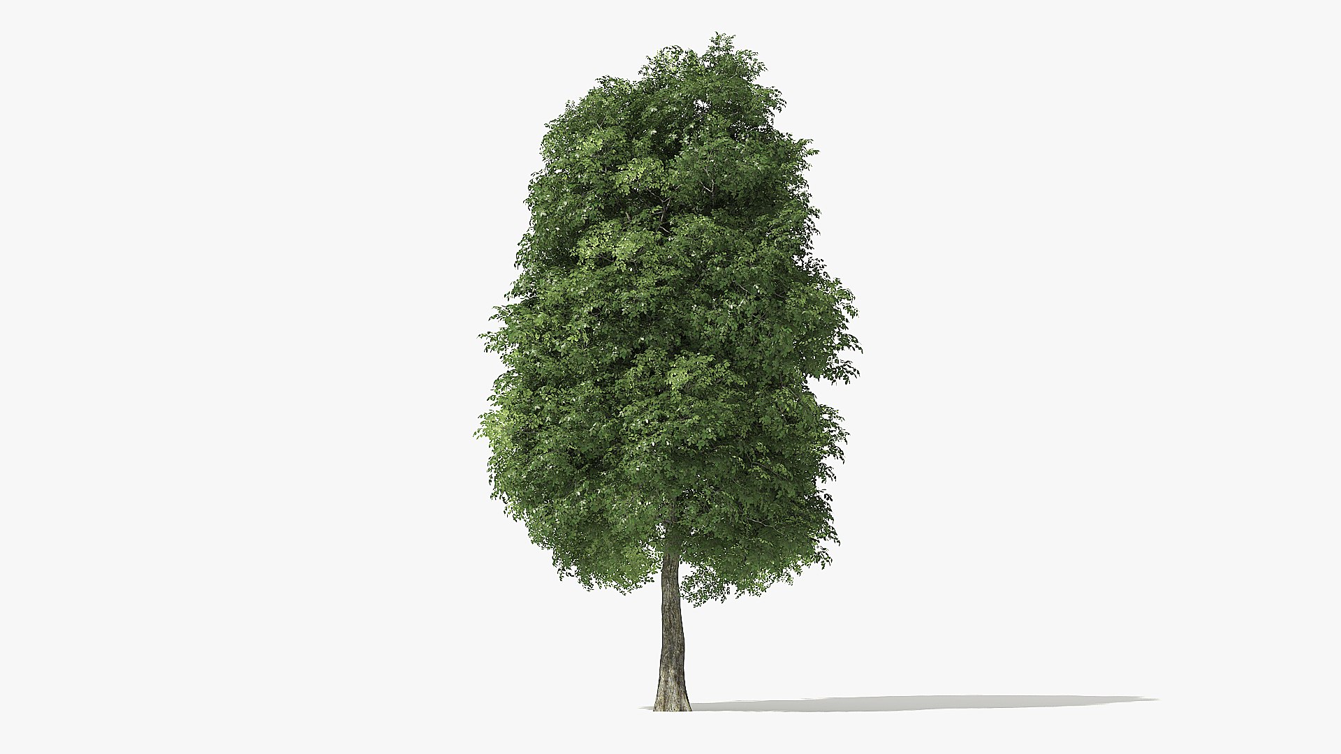 3D tree rock elm https://p.turbosquid.com/ts-thumb/Bv/5gci6S/JQqnR3gL/20_meter_rock_elm_tree_turntable_000016/jpg/1572120980/1920x1080/fit_q87/7736cb81ce950901970be9e07da1c8f854ec3601/20_meter_rock_elm_tree_turntable_000016.jpg