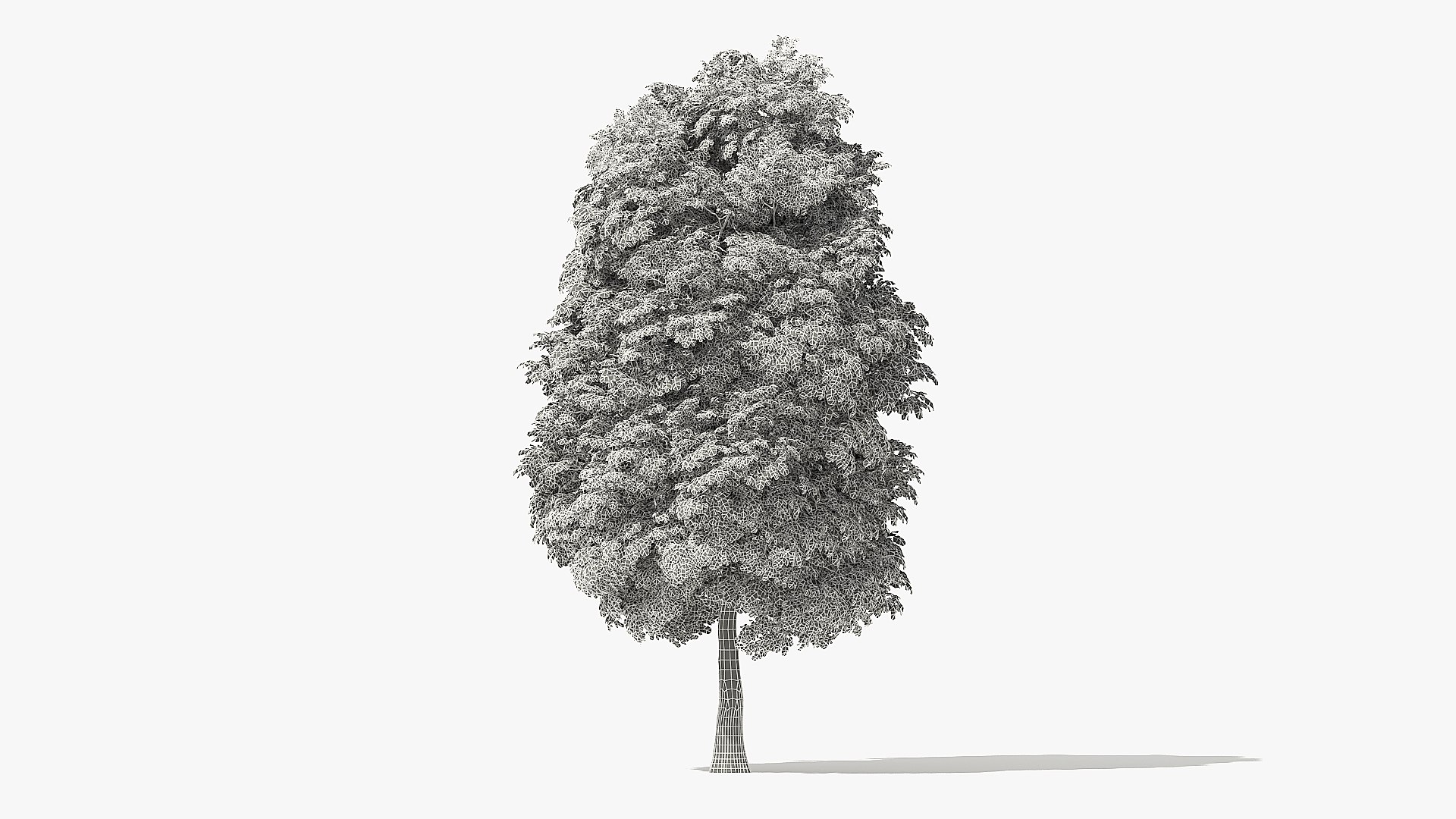 3D tree rock elm https://p.turbosquid.com/ts-thumb/Bv/5gci6S/OBDCCDah/20_meter_rock_elm_tree_turntable_grid_000016/jpg/1572121024/1920x1080/fit_q87/5f7d4ff9ac2c1c56204b4a8959112fbad1d2b2ed/20_meter_rock_elm_tree_turntable_grid_000016.jpg