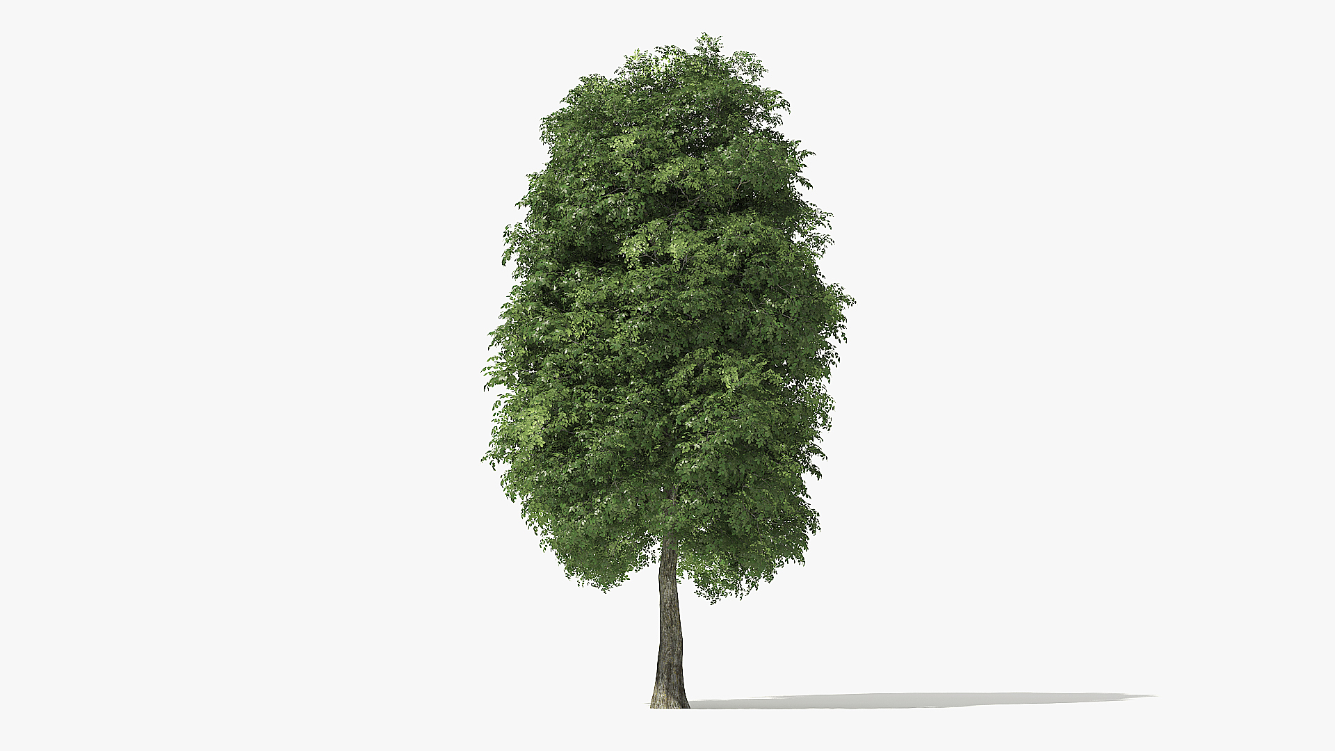 3D tree rock elm https://p.turbosquid.com/ts-thumb/Bv/5gci6S/rLsq2eUV/20_meter_rock_elm_tree_turntable_0000/jpg/1572121004/1920x1080/turn_fit_q99/9550275b3f7b33174c1756eb1869069a4a84dc49/20_meter_rock_elm_tree_turntable_0000-1.jpg