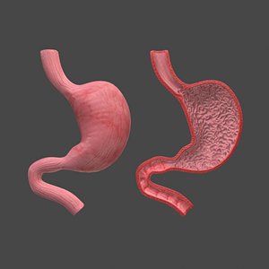 stomach and stomach section anatomy 3D