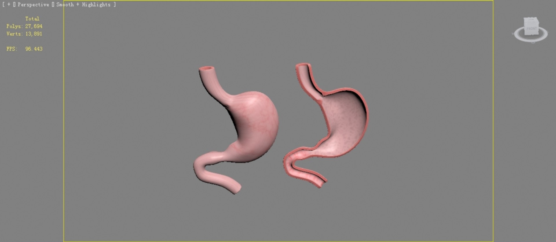 Stomach And Stomach Section Anatomy 3D - TurboSquid 2042206