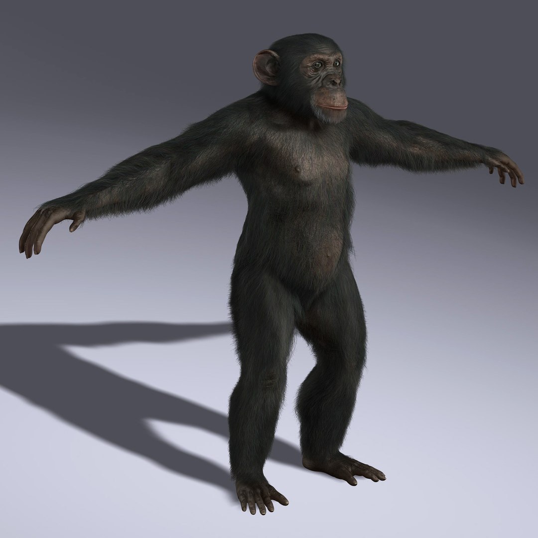 3d Chimps Rigged Fur