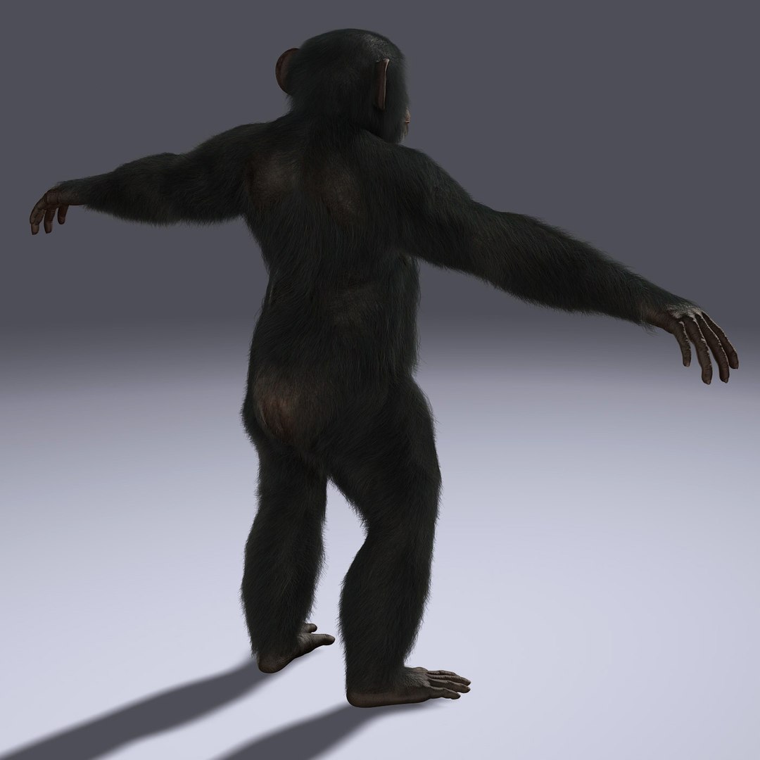 3d Chimps Rigged Fur
