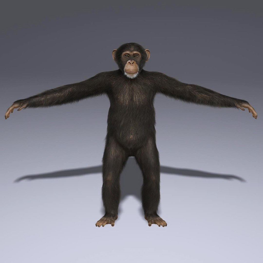 3d Chimps Rigged Fur